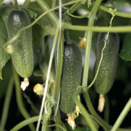 Uborka - Adam F1 - 10 szem