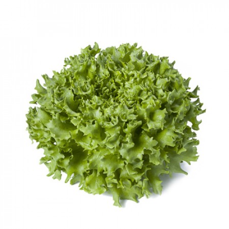 Salanova saláta - Caravel RZ - 25 szem