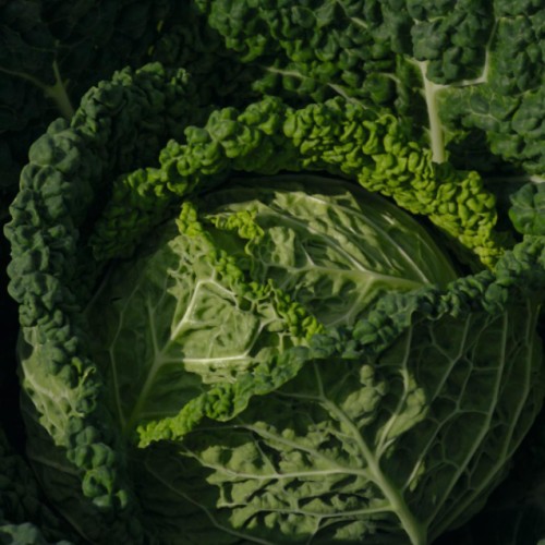 Kelkáposzta - Famosa F1 BIO