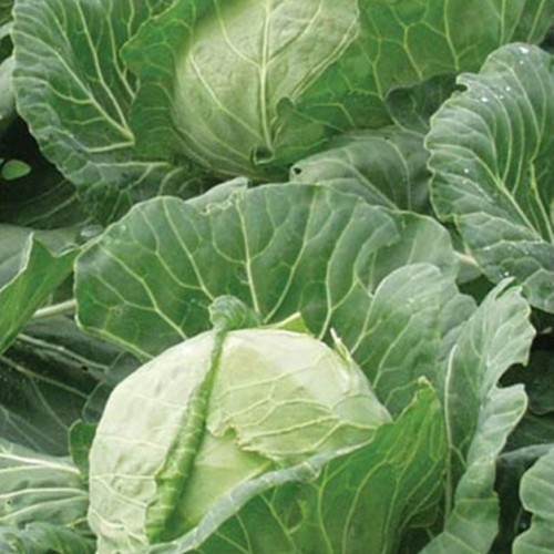 Fejes káposzta - Parel F1