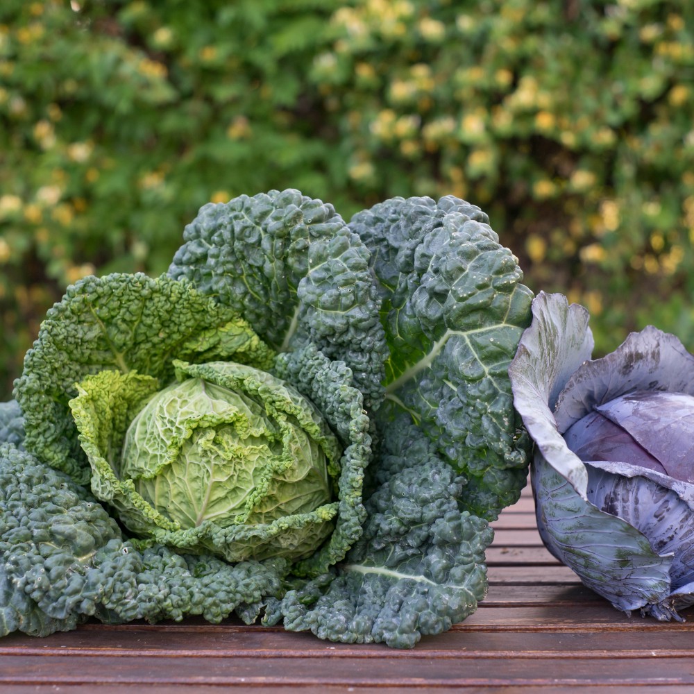 Káposzta, karalábé, fodros kel