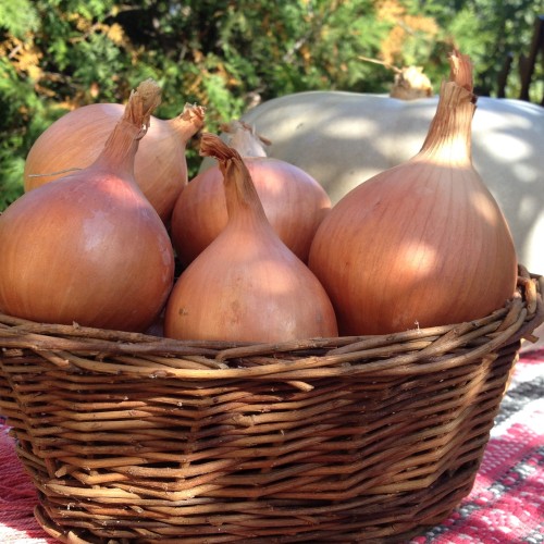 Vöröshagyma - Makói ST - 1 gr