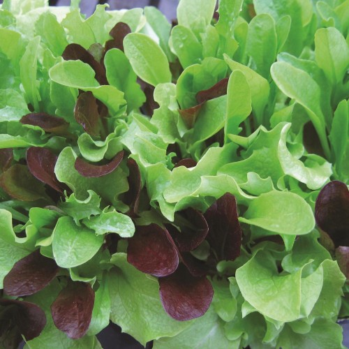 Salátamix - Mesclun Mix