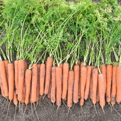 Sárgarépa - Mokum F1 - 500 szem