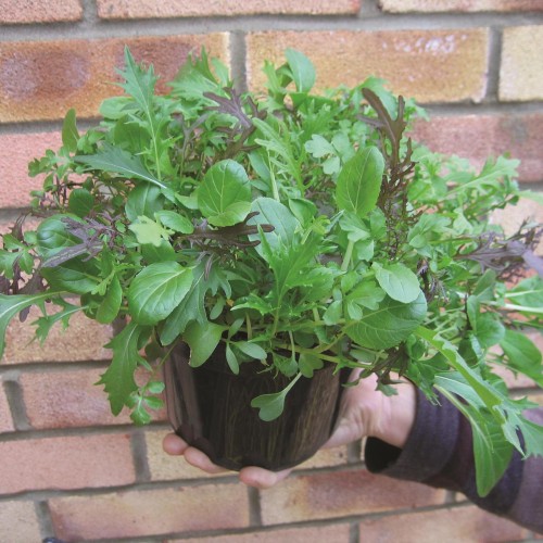 Ázsiai salátamix - Oriental Mix