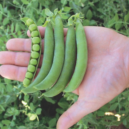 Velőborsó - Oskar - 250 gr