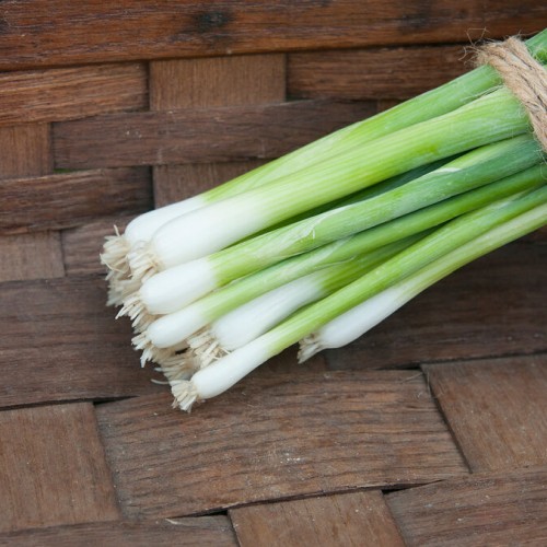 Kötözőhagyma - Parade - 250 szem