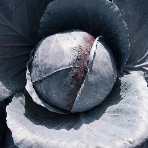 Vöröskáposzta - Primero F1 BIO