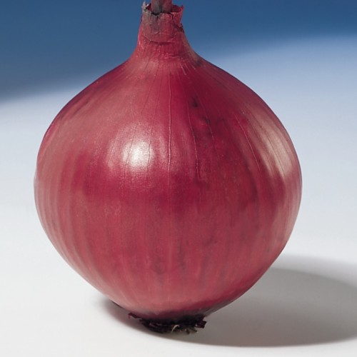 Lilahagyma - Karmen - 250 szem