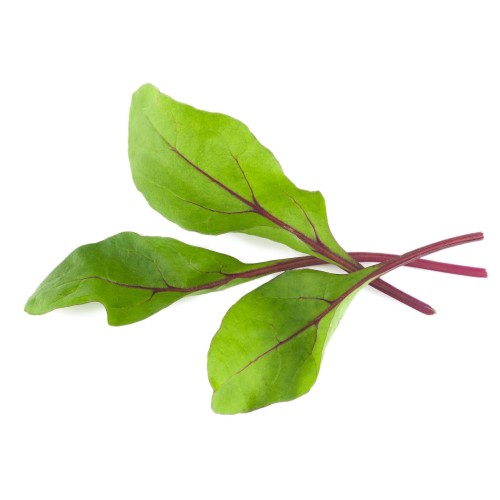 Mángold - Red Chard