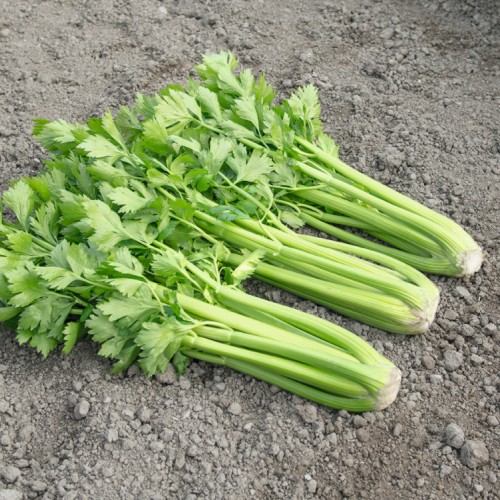 Szárzeller - Tango F1