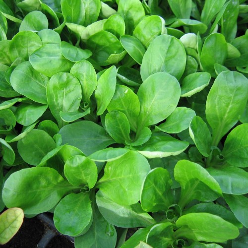 Bébi levélzöldségek