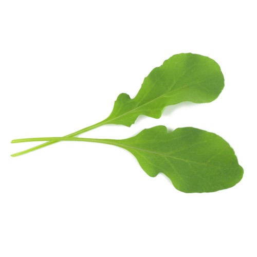 Salátarukkola - Victoria