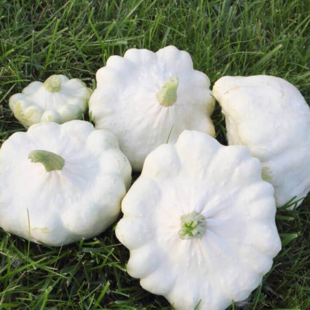 Patisszon - White Custard - 10 szem