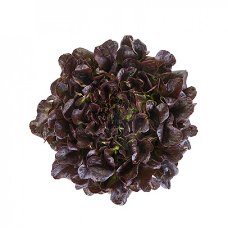 Salanova saláta - Xem RZ - 25 szem