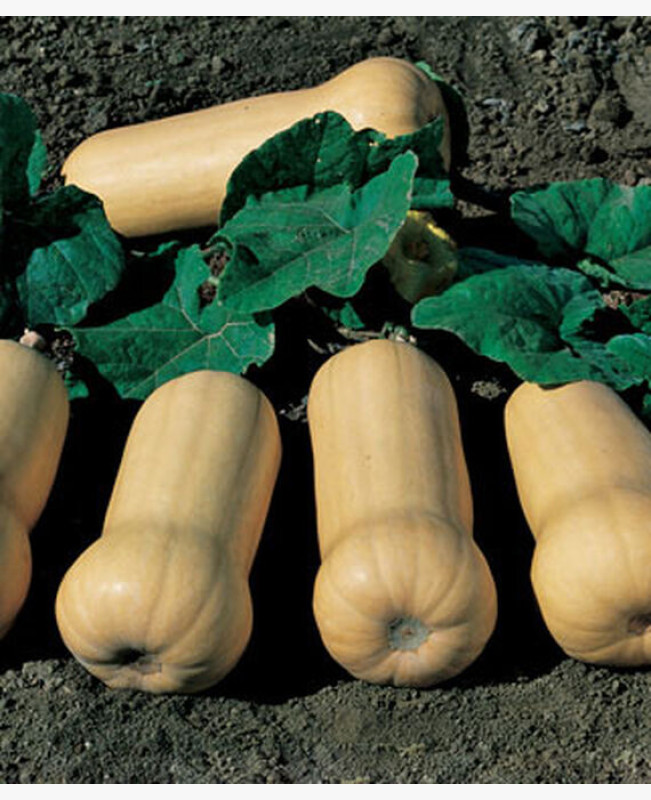 Sütőtök -  Butternut Waltham - 10 szem