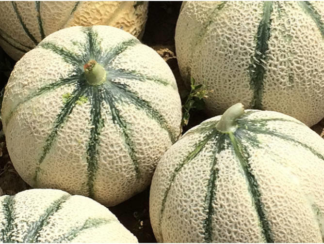 Sárgadinnye - Tirreno F1 - 5 szem