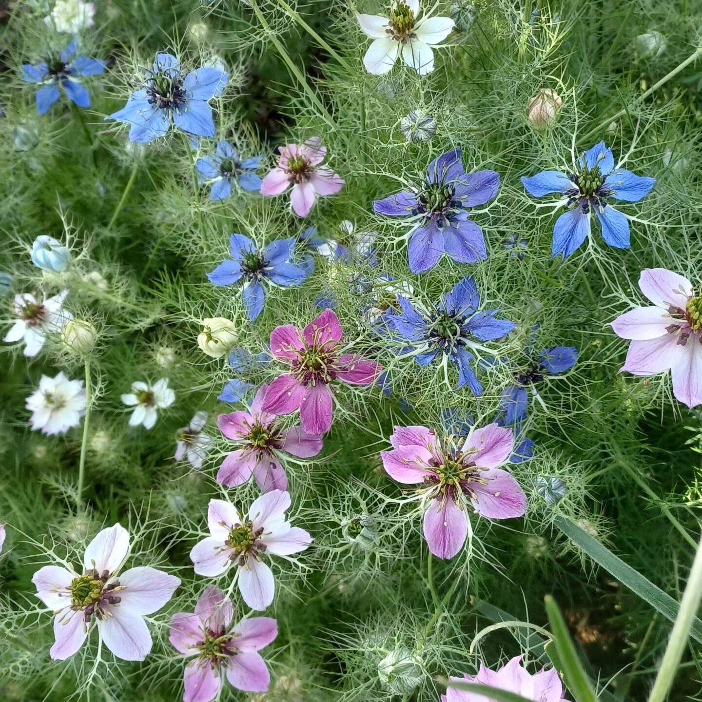 Borzaskata - Színkeverék - 0.6 gr