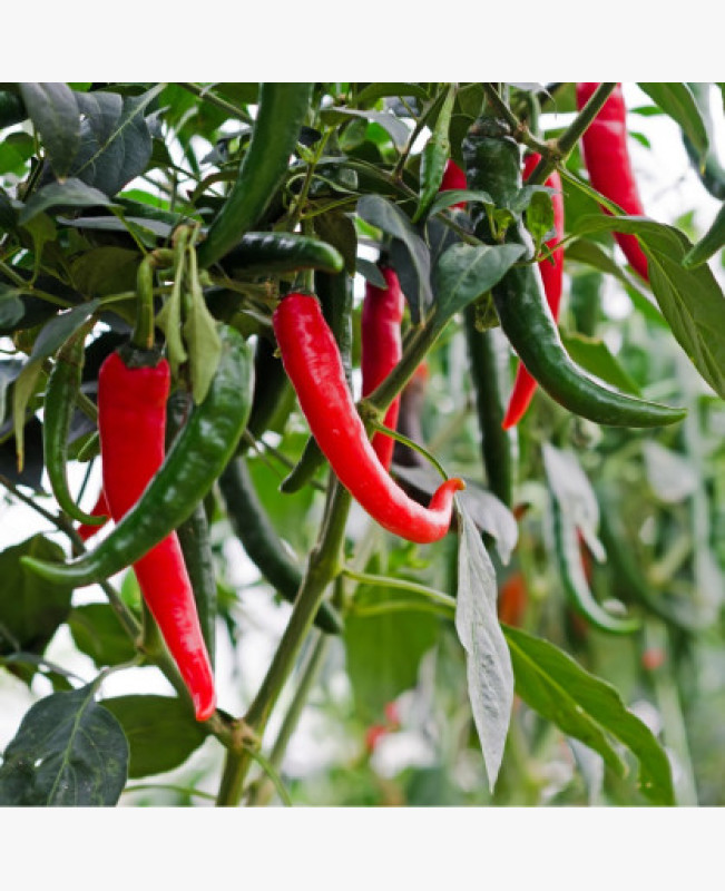 Chili - Poseidon - 0.5 gr