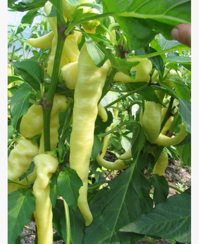 Paprika - Fehér kos - 0.5 gr