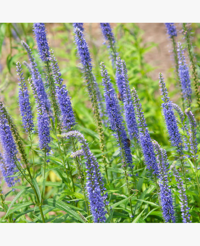 Macskafarkú veronika - Kék - 0.1 gr