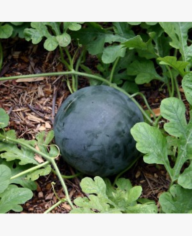 Görögdinnye - Sugarbaby - 2 gr