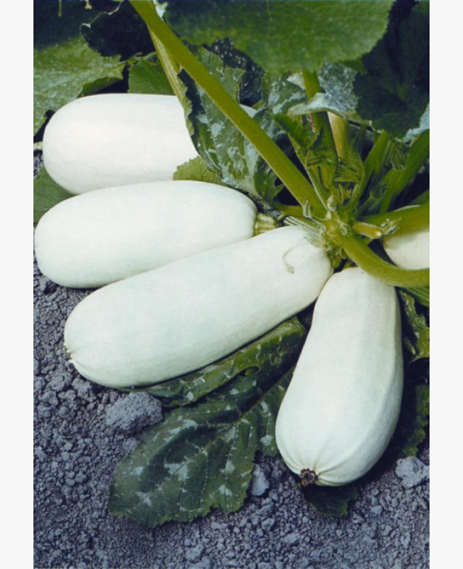 Spárgatök - Alba - 3 gr