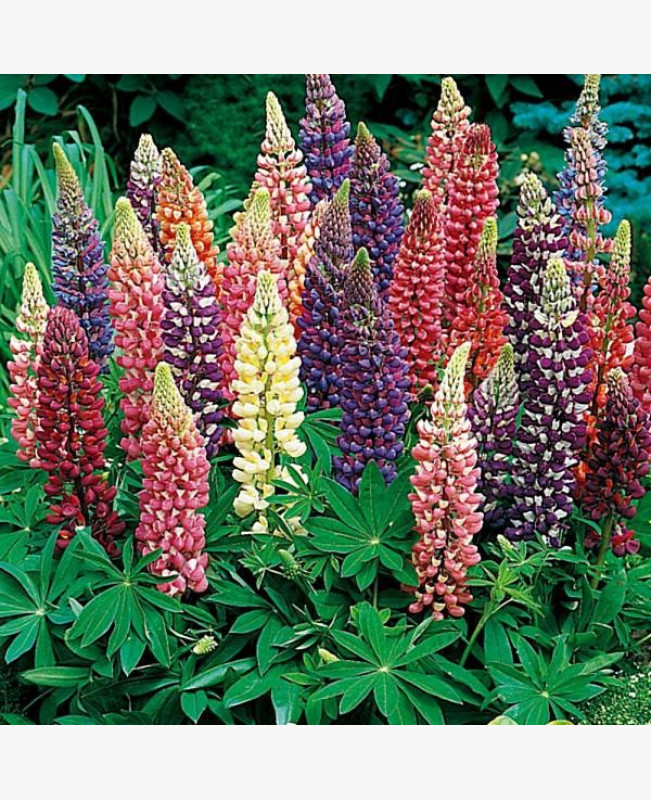 Évelő csillagfürt - Színkeverék - 0.4 gr