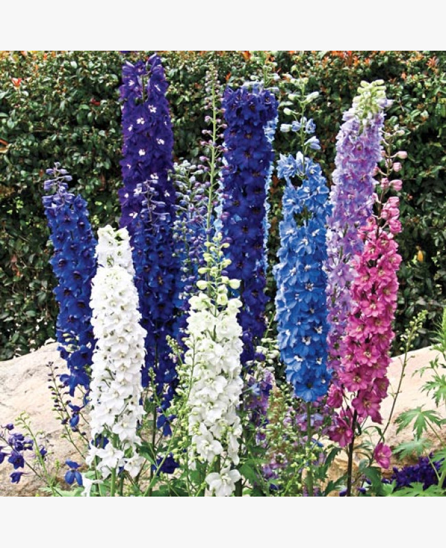 Évelő szarkaláb - Színkeverék - 0.5 gr