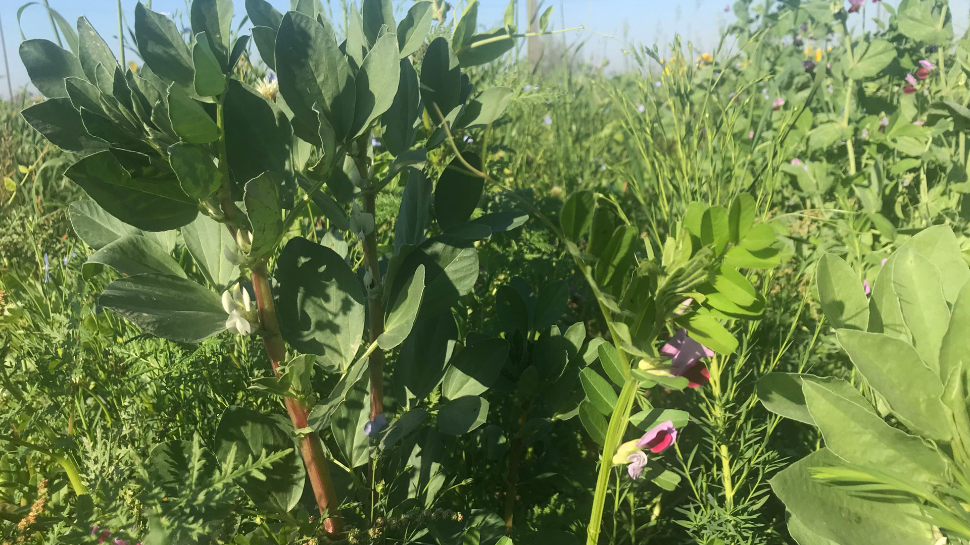 Takarónövény mix - Attila PK - 300 gr