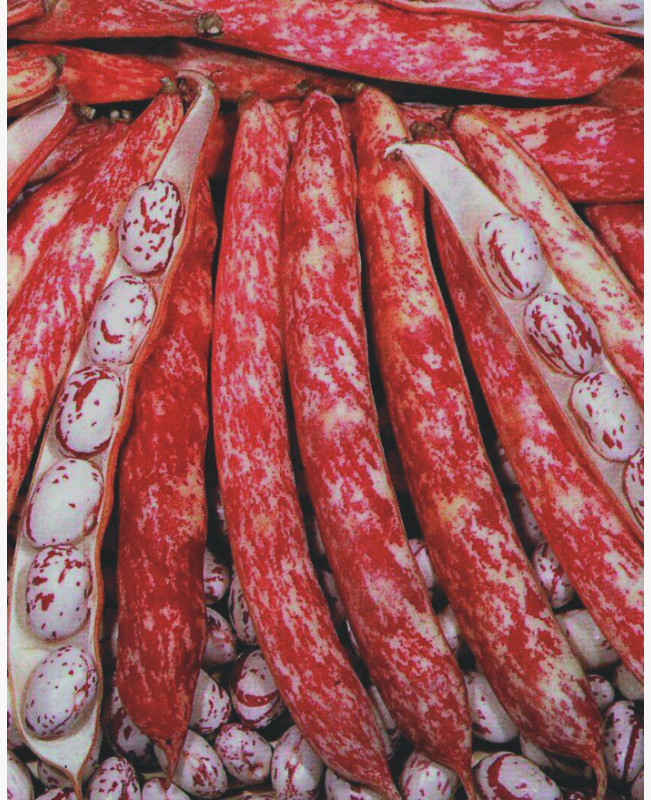 Étkezési tarkabab - Borlotto lingua di fuoco - 50 gr