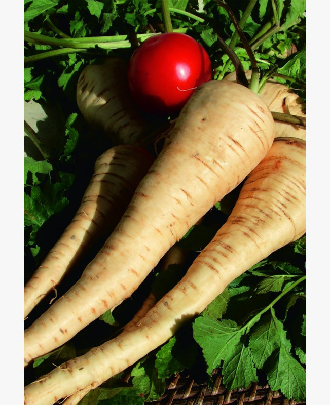 Pasztinák - Félhosszú - 3 gr