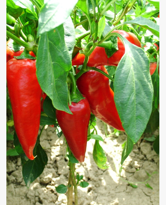 Paprika - Kocsolai - 0.5 gr