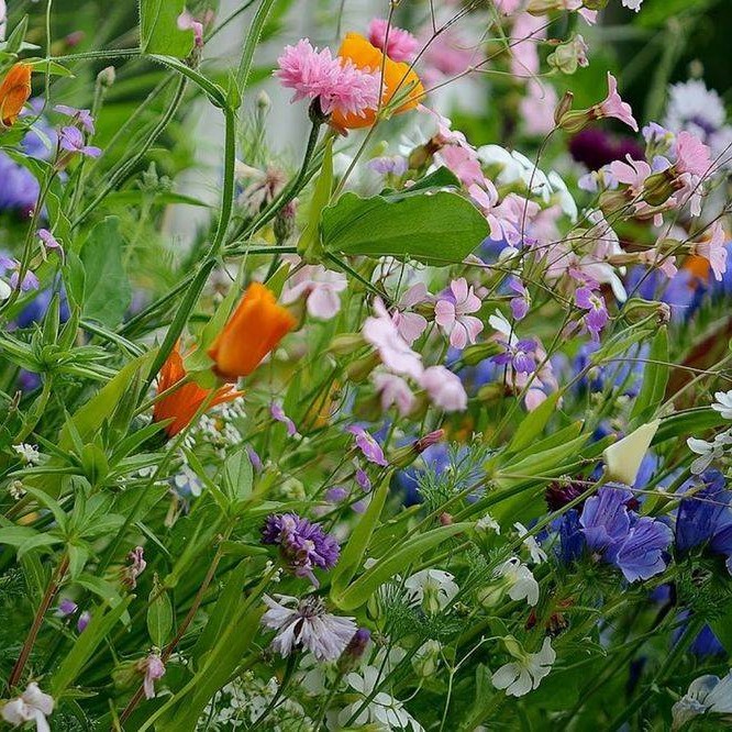 Vadvirág mix - Duna-Tisza köze