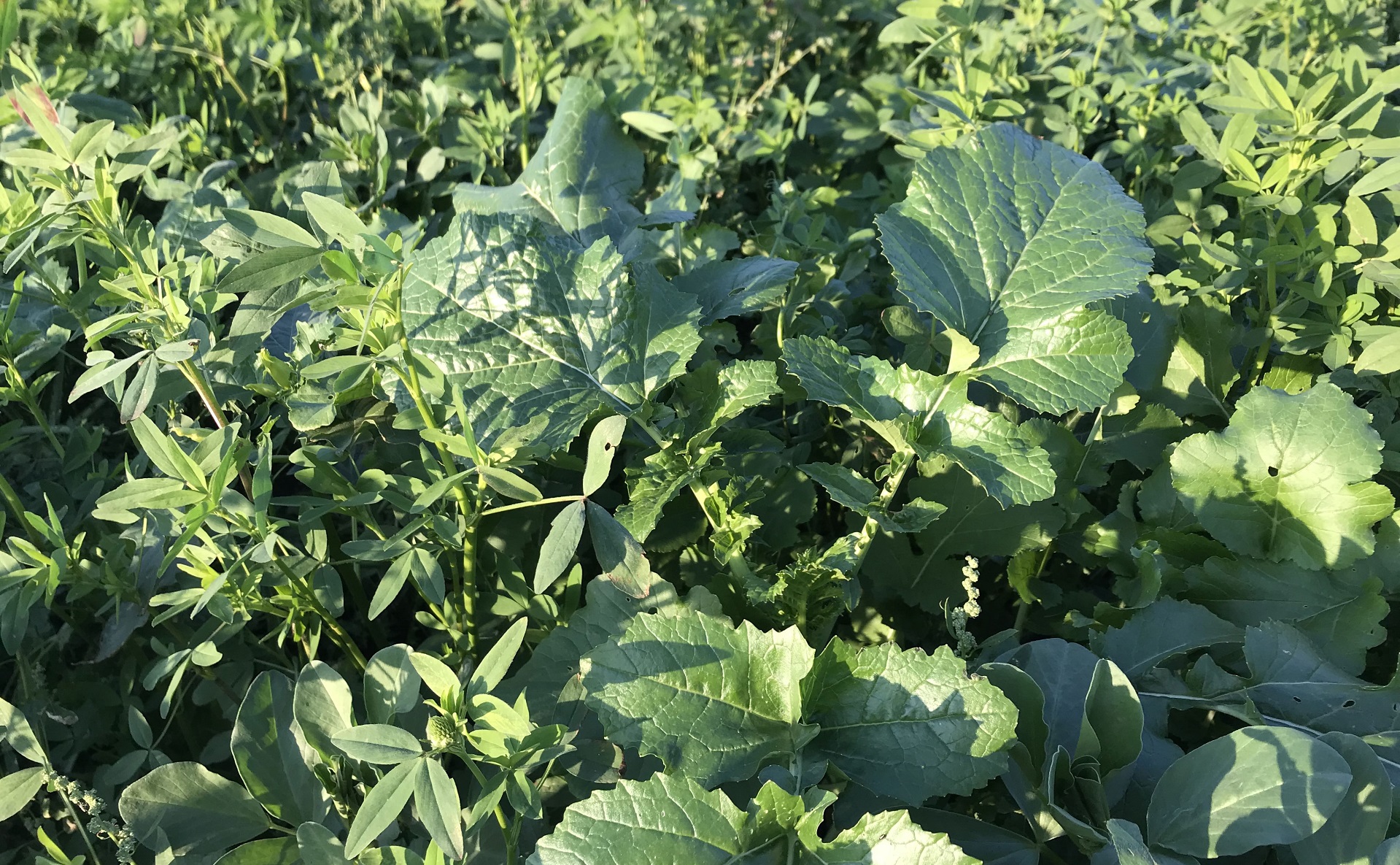 Takarónövény mix - Emese álma - 100 gr