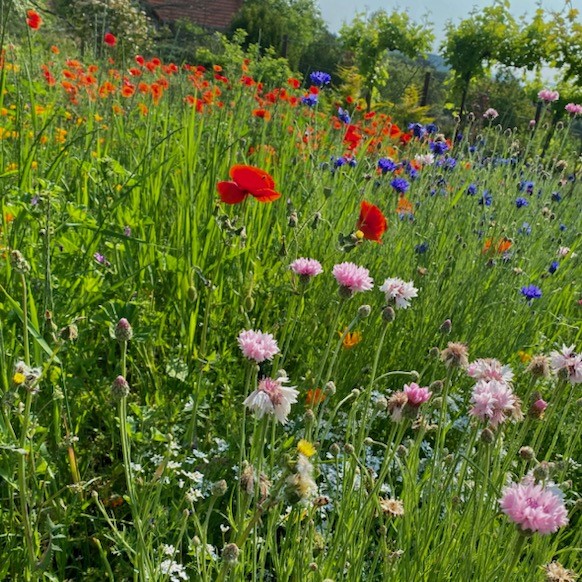 Vadvirág mix - Dunántúli