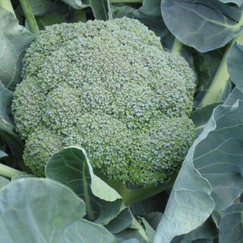 Brokkoli Belstar F1