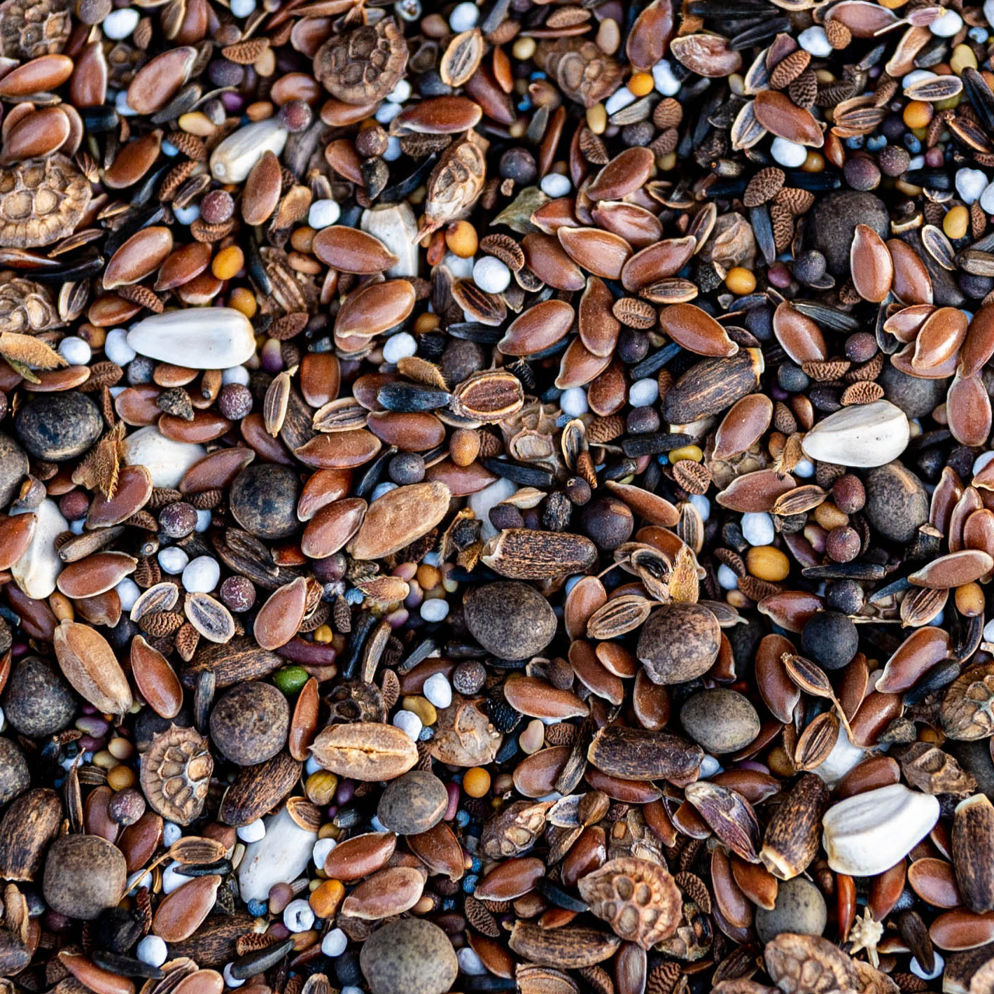 Tavaszi szél vadvirágos keverék