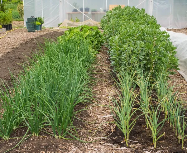 https___www.orybarnabas.hu_assets_front_images_books_biointenziv_preferences_img_3