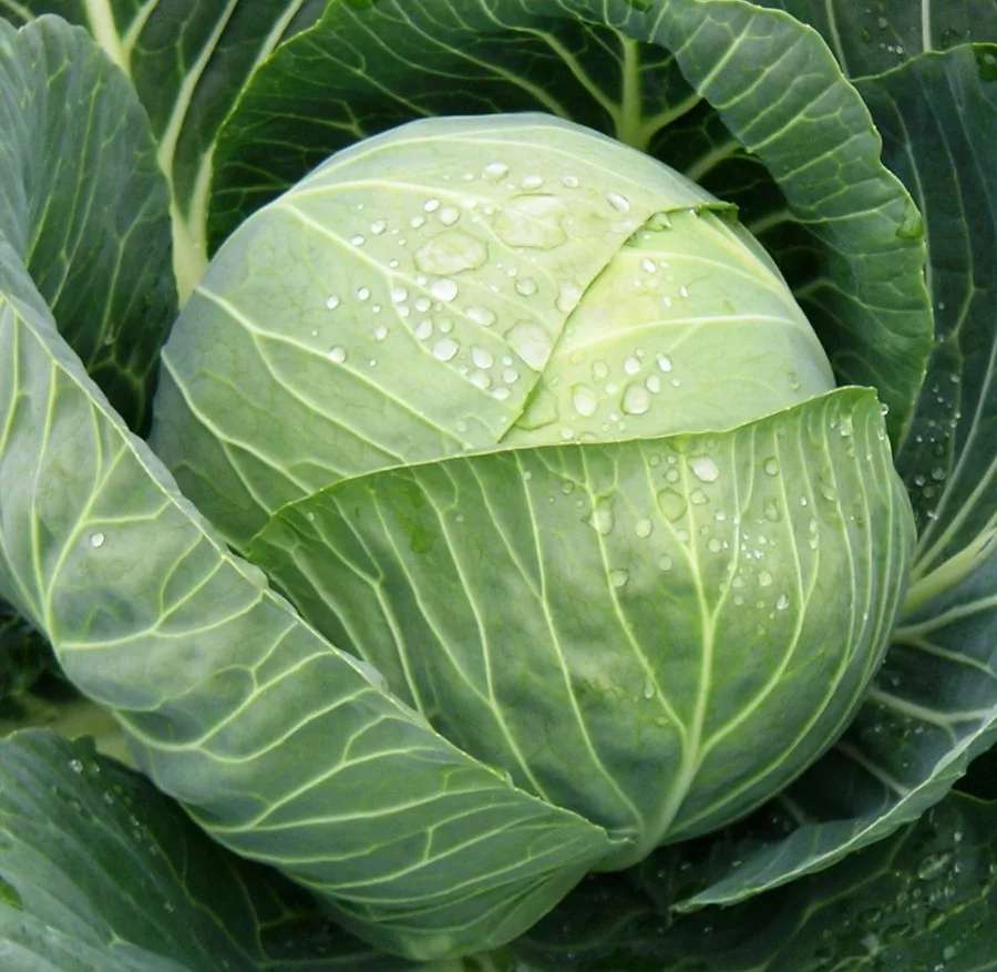 Fejes káposzta - Pandion F1