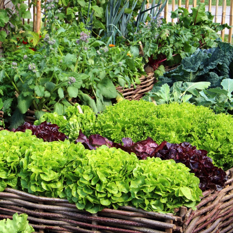 A 3 Órás Kert BIO tavaszindító magcsomag