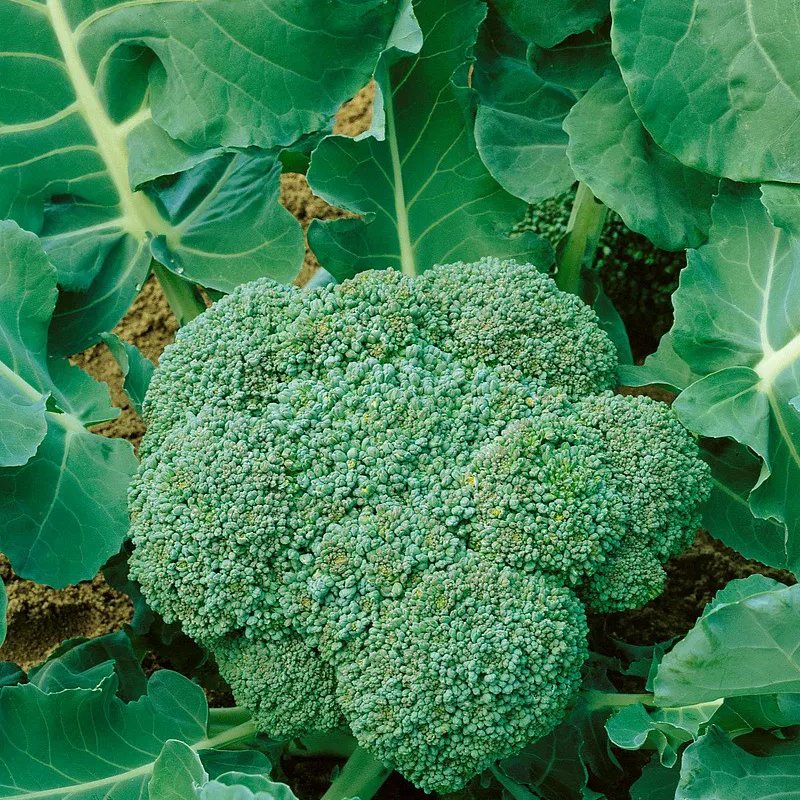 Brokkoli Calabrese Natalino BIO