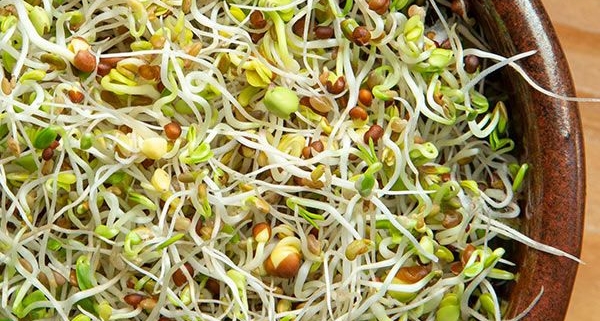 Csíramagok a3óráskert