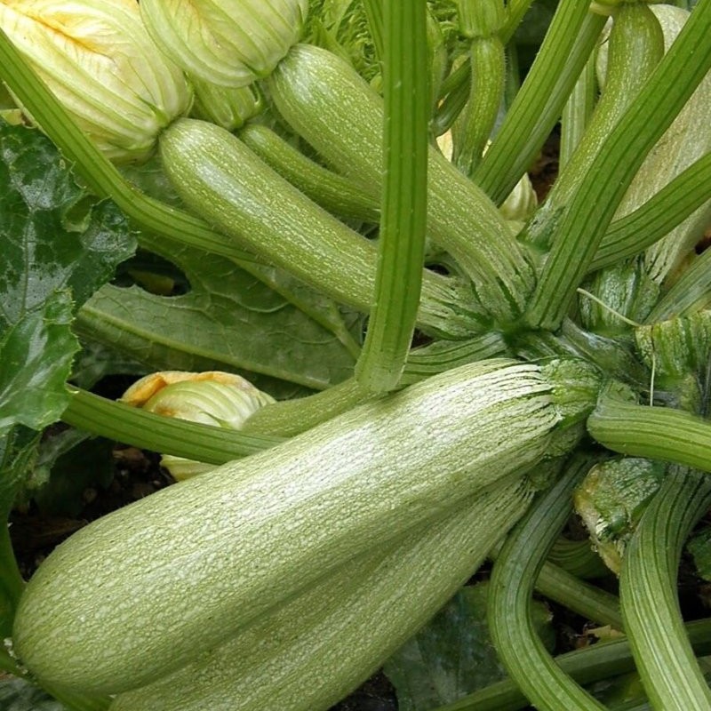 Cukkini Ortolana di Faenza BIO