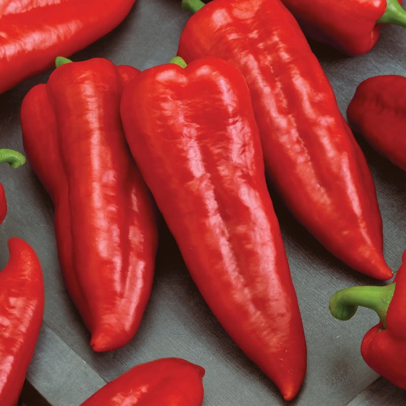 Édes paprika Marconi Red BIO