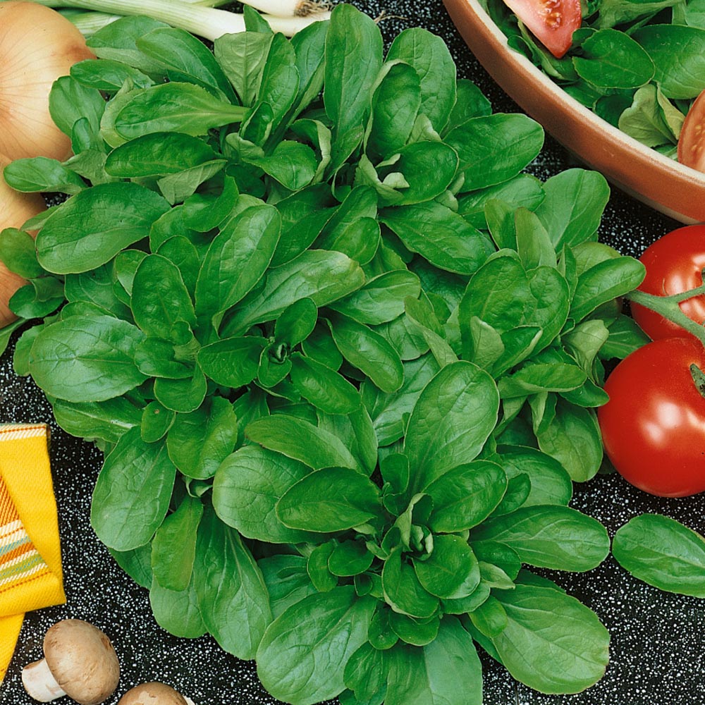 Galambbegy saláta Trophy BIO