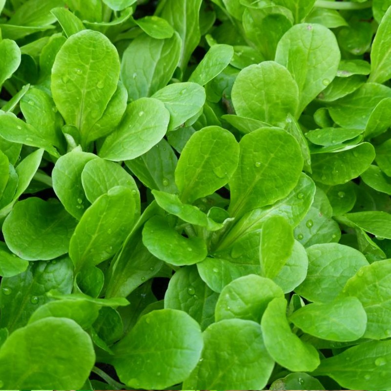 Galambbegy saláta Vit BIO