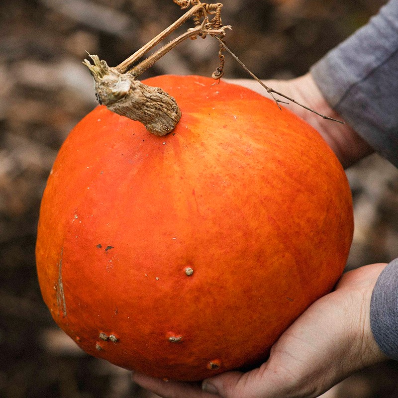 Uchiki Kuri sütőtök BIO