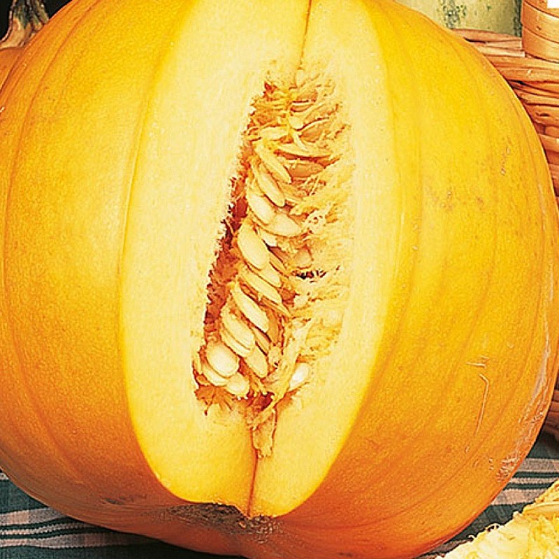 Jack O’Lantern sütőtök BIO