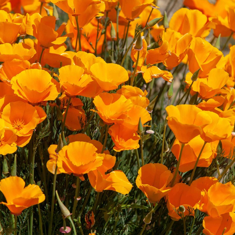 Kaliforniai kakukkmák BIO